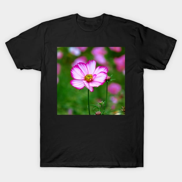 pink cosmosflowers on a flower meadow, bloom, floral T-Shirt by rh_naturestyles